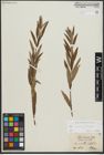Foto von Salix repens L. x Salix viminalis L.